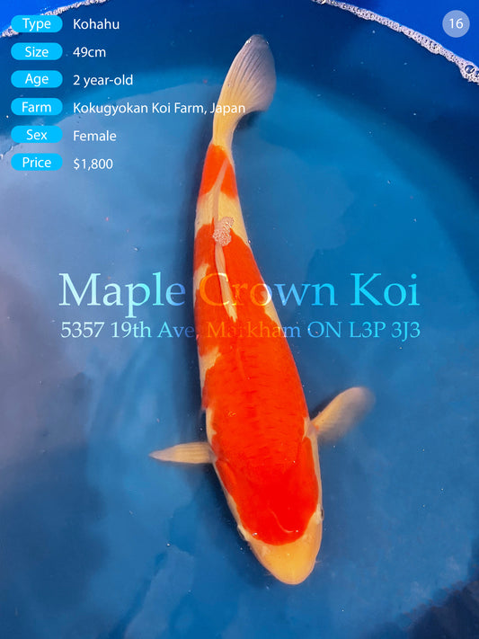 Kohaku 49cm