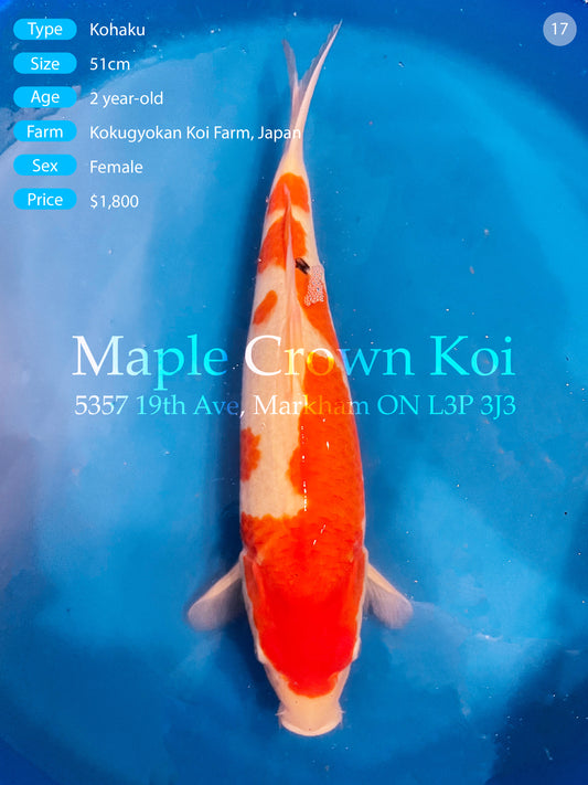 Kohaku 51cm