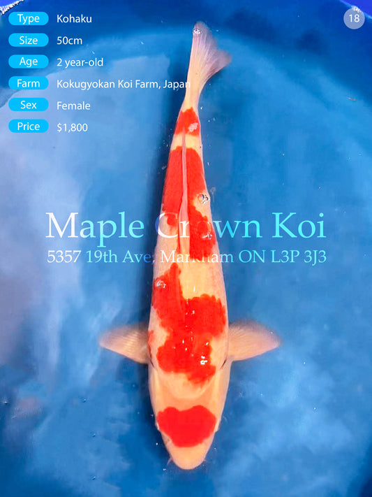 Kohaku 50cm