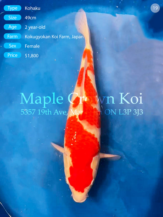 Kohaku 49cm