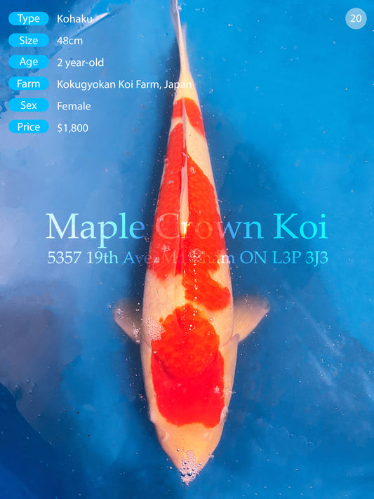 Kohaku 48cm
