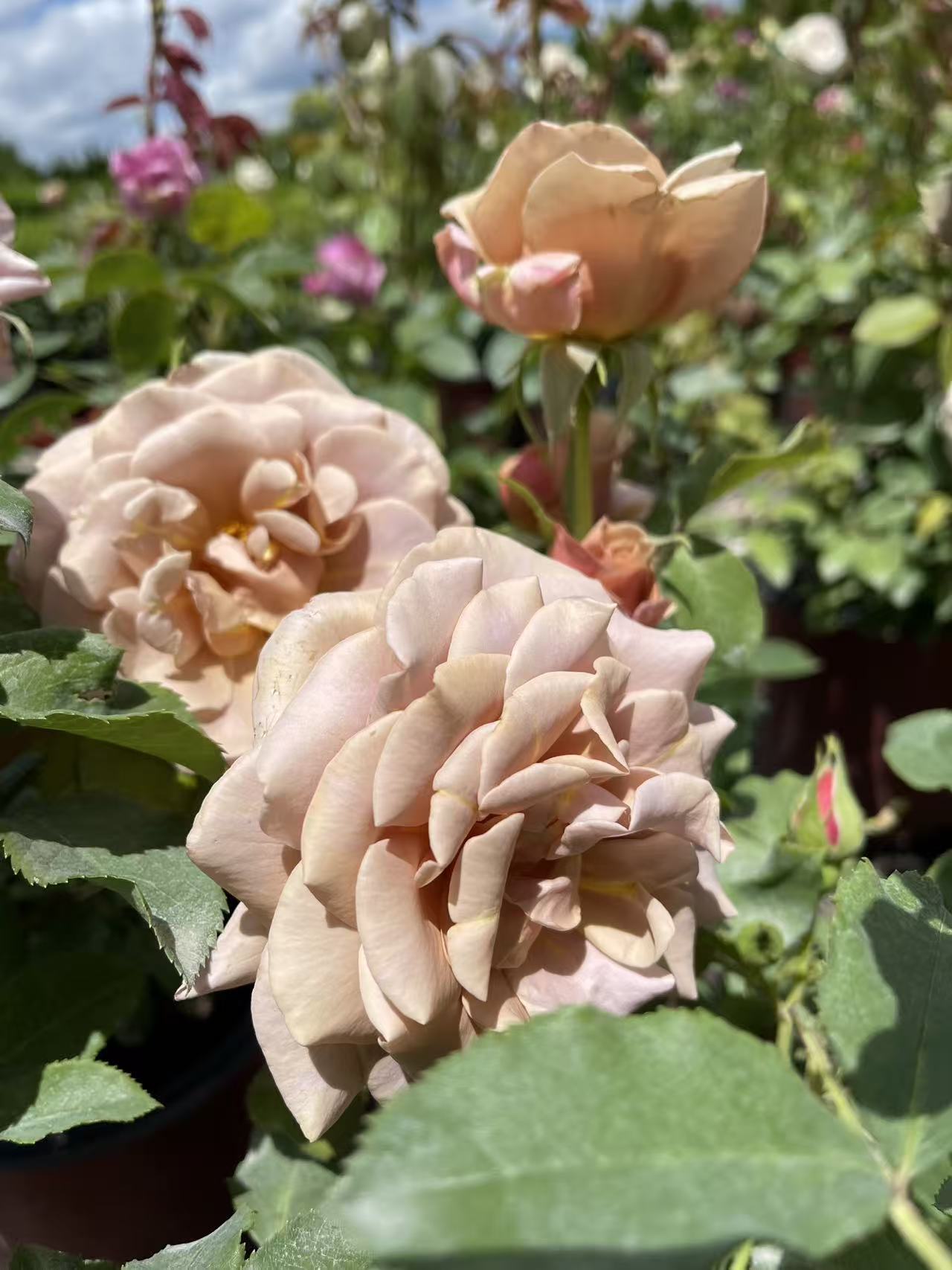 Koko Loko™ Rose
