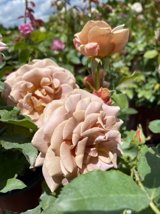 Koko Loko™ Rose