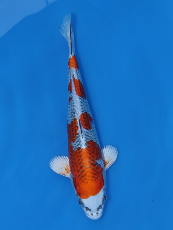 孔雀 Kujaku