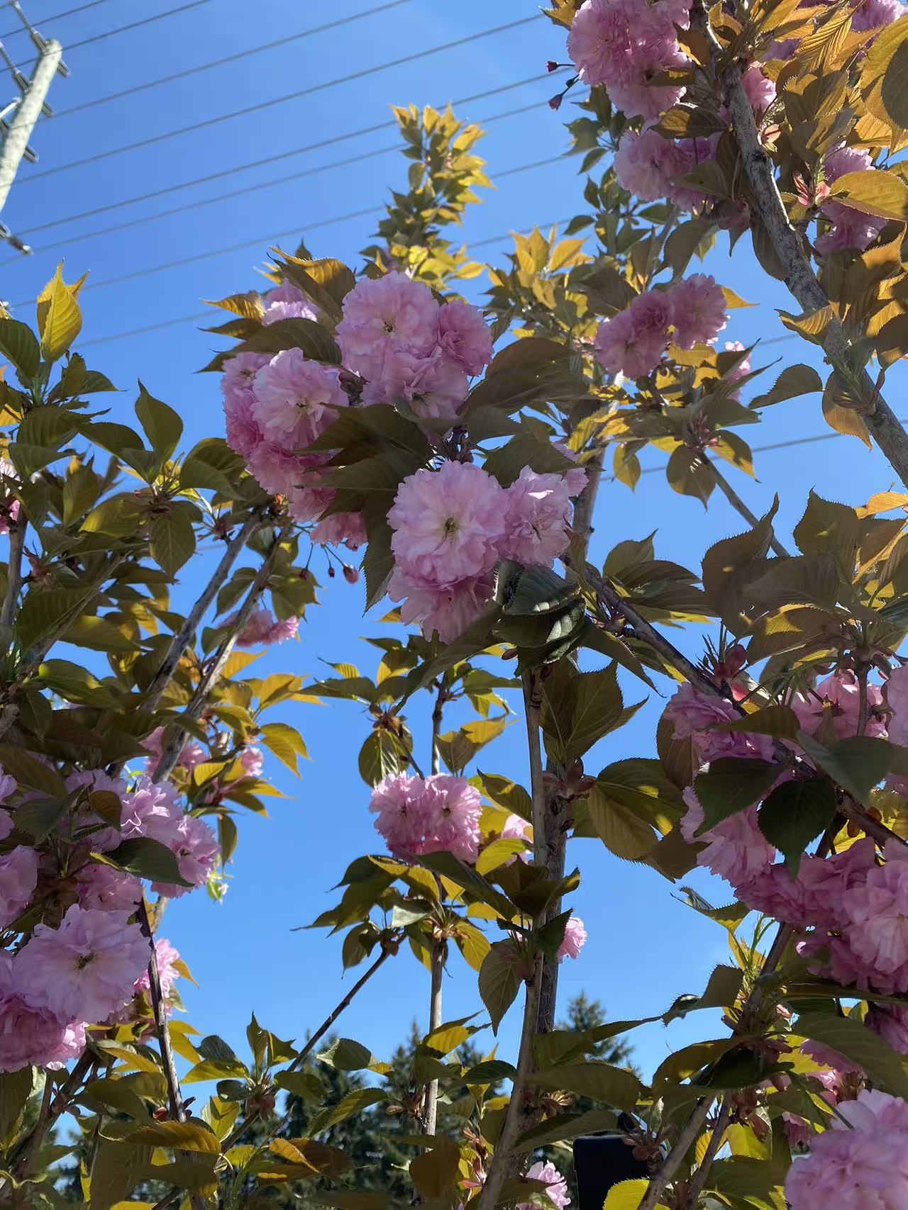 Kwanzan Cherry