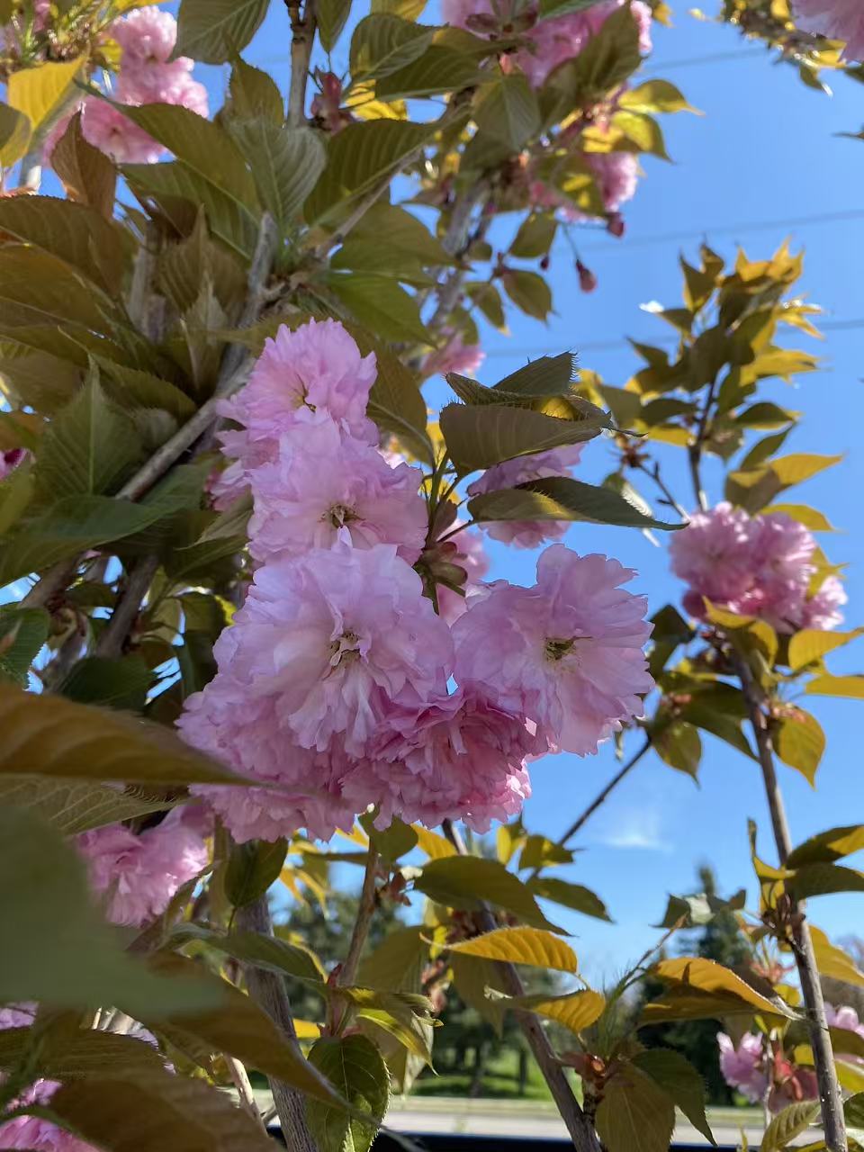 Kwanzan Cherry