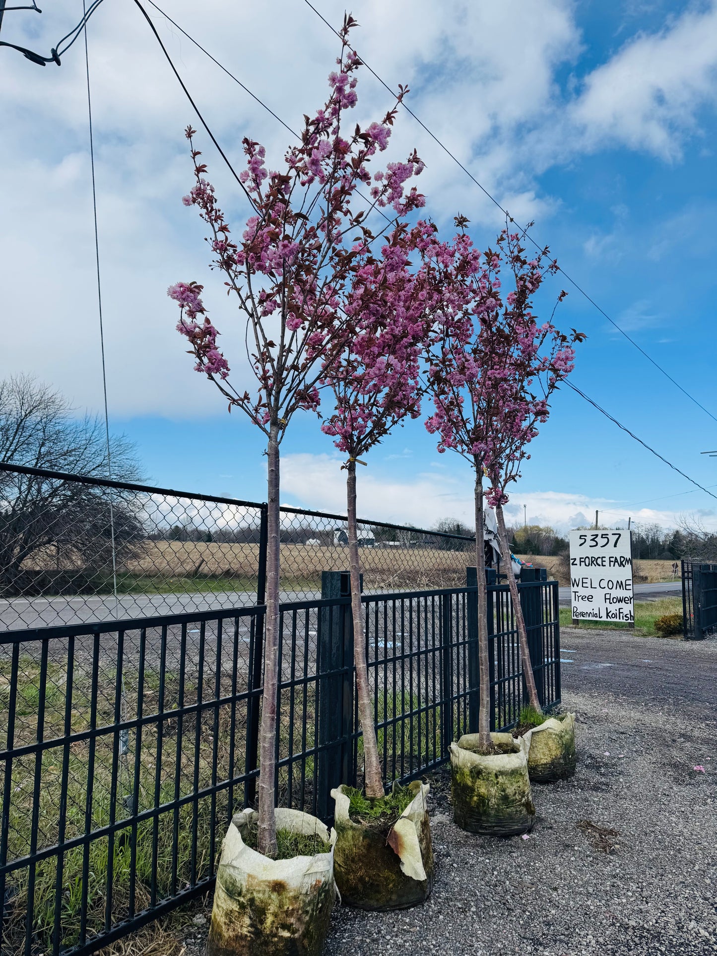 Kwanzan Cherry