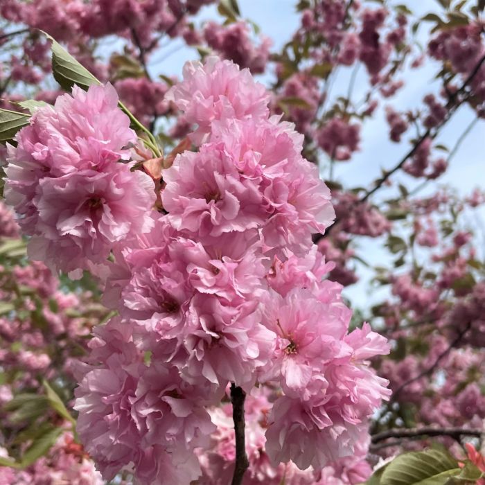 Kwanzan Cherry