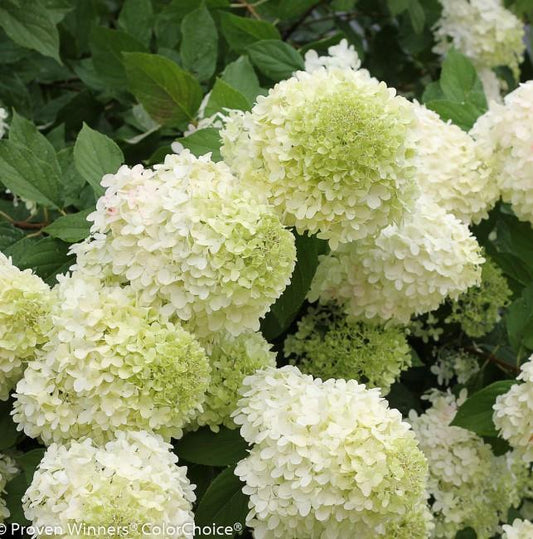 'Limelight' Hydrangea Tree