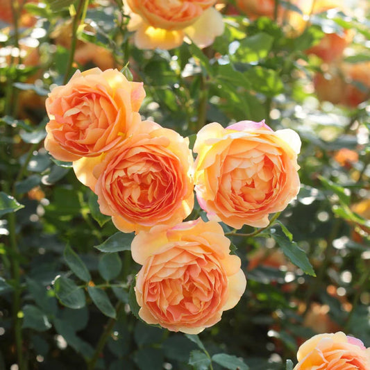 Lady of Shalott™ David Austin Rose