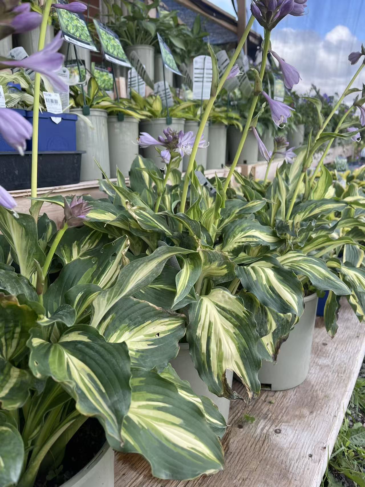 Hosta 'Lakeside Paisley Print'