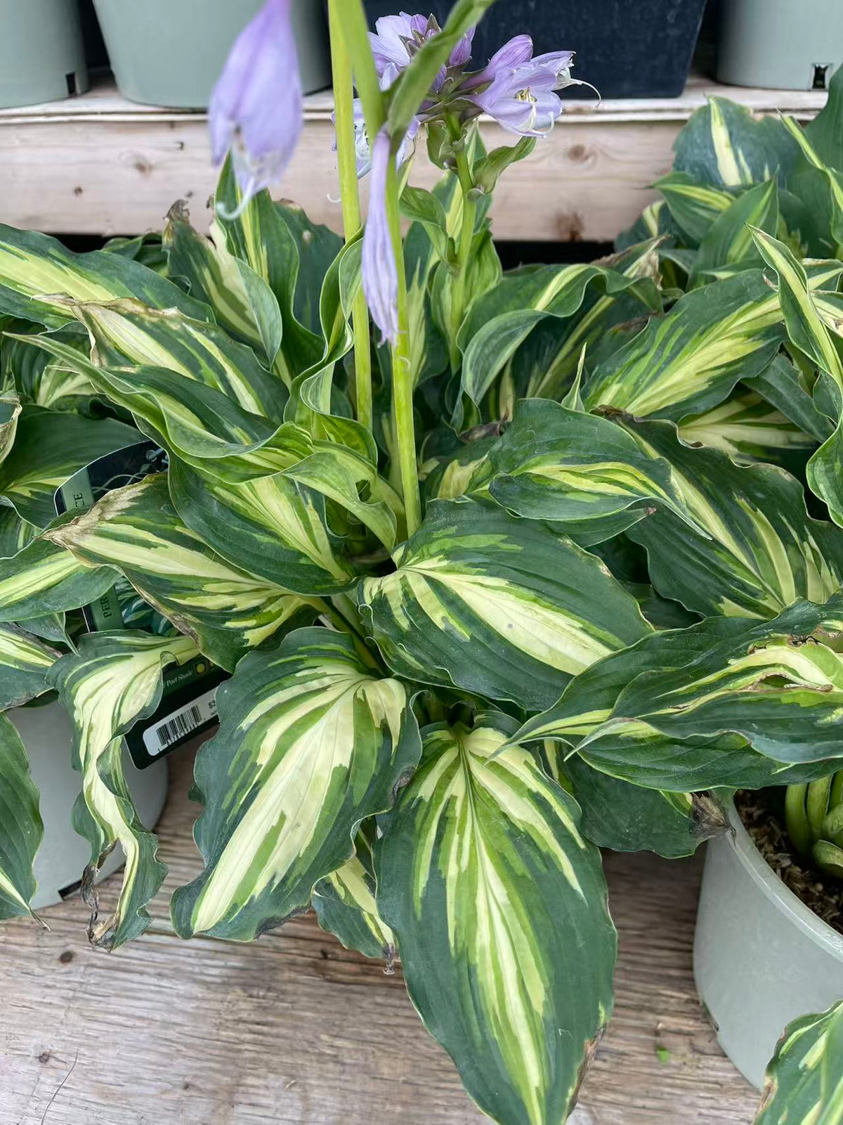 Hosta 'Lakeside Paisley Print'