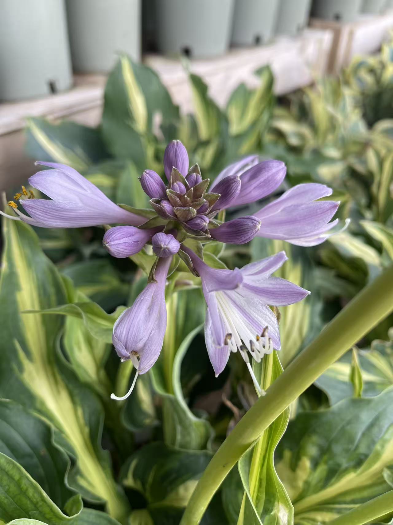 Hosta 'Lakeside Paisley Print'