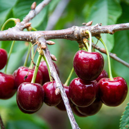Prunus 'Lapins' (Cherry)