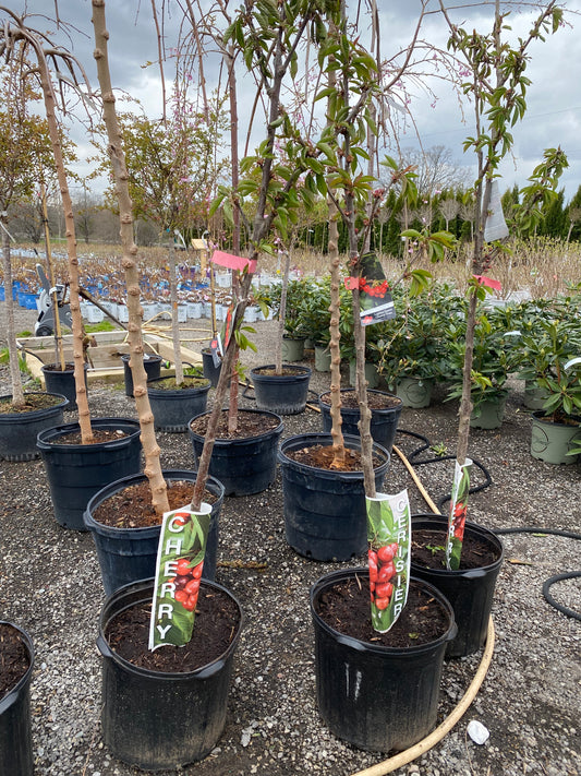 Prunus 'Lapins' (Cherry)