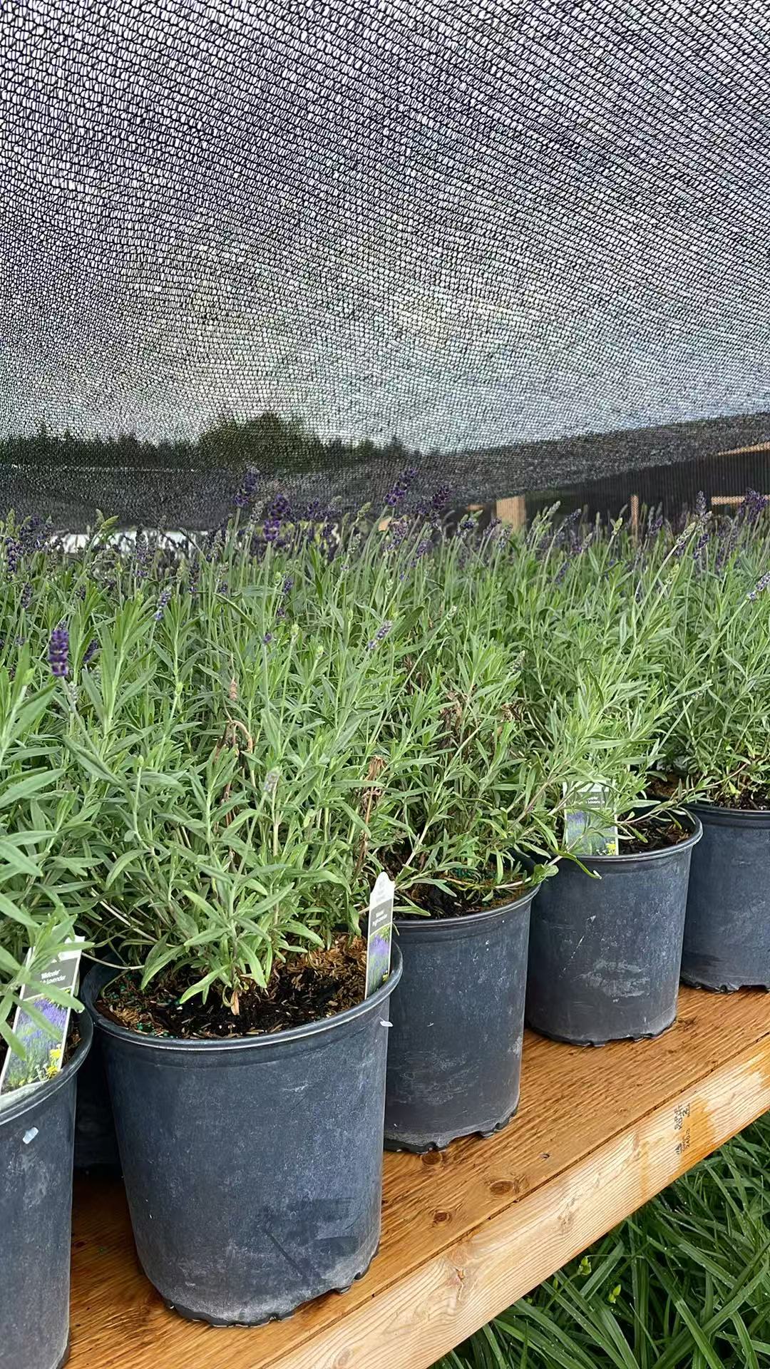 Lavender 'Hidcote'