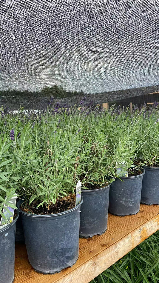 Lavender 'Hidcote'