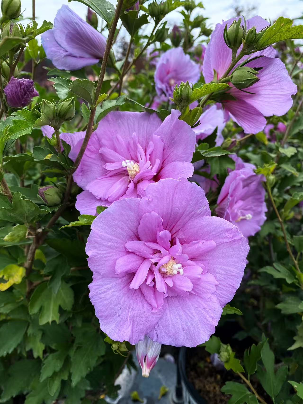 Rose of Sharon Dark Lavender Chiffon