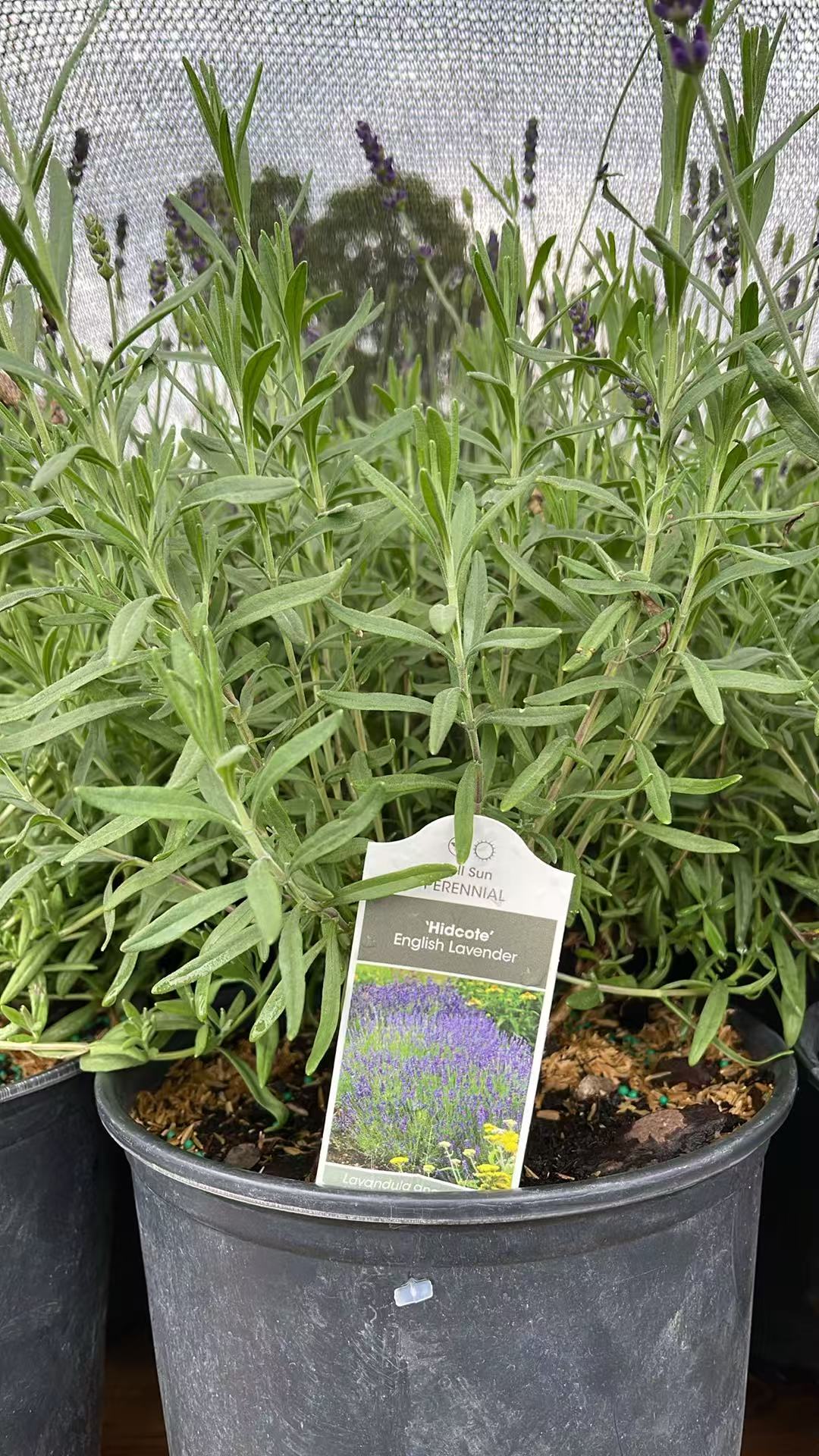 Lavender 'Hidcote'