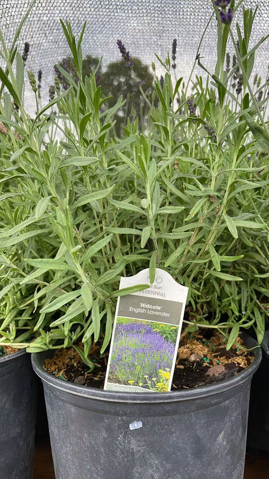 Lavender 'Hidcote'