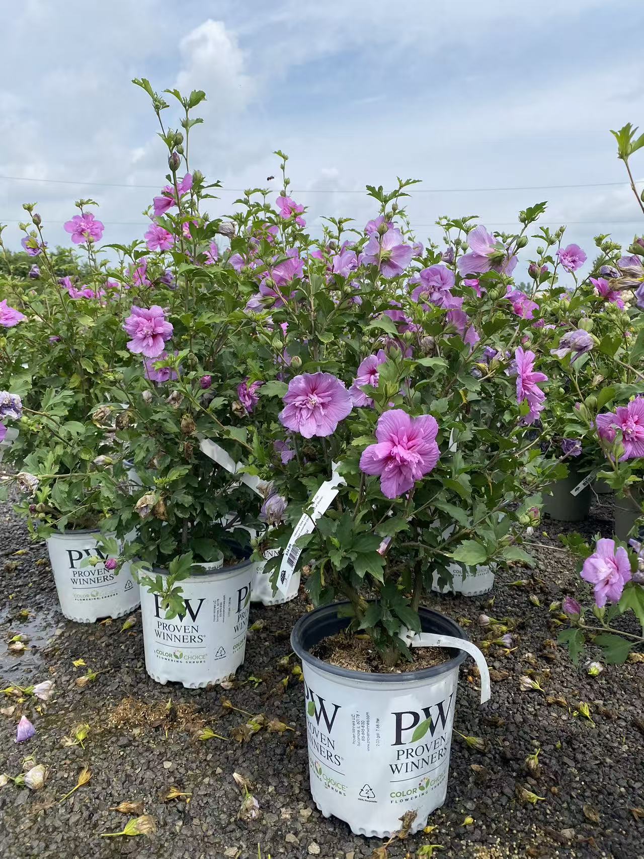 Rose of Sharon Dark Lavender Chiffon