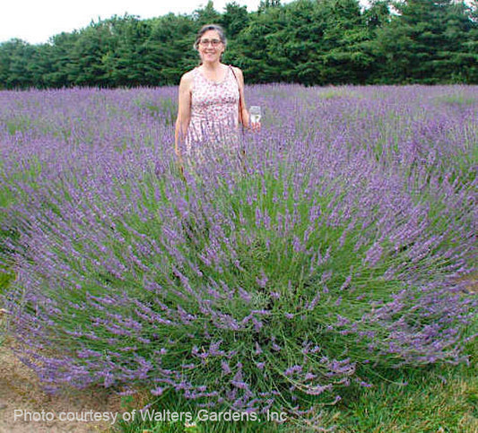 Lavender 'Phenomenal'