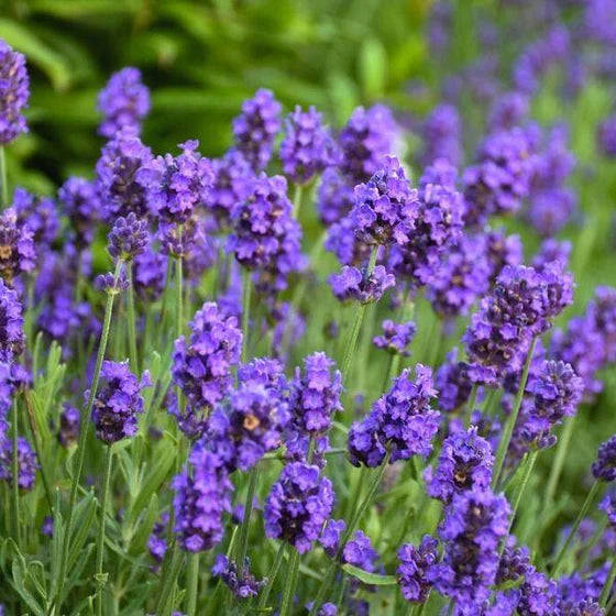 Lavender 'Big Time Blue' – zforcefarm