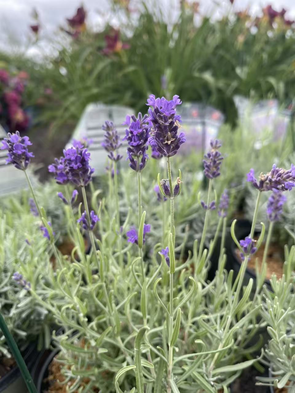 Lavender 'Imperial Gem'