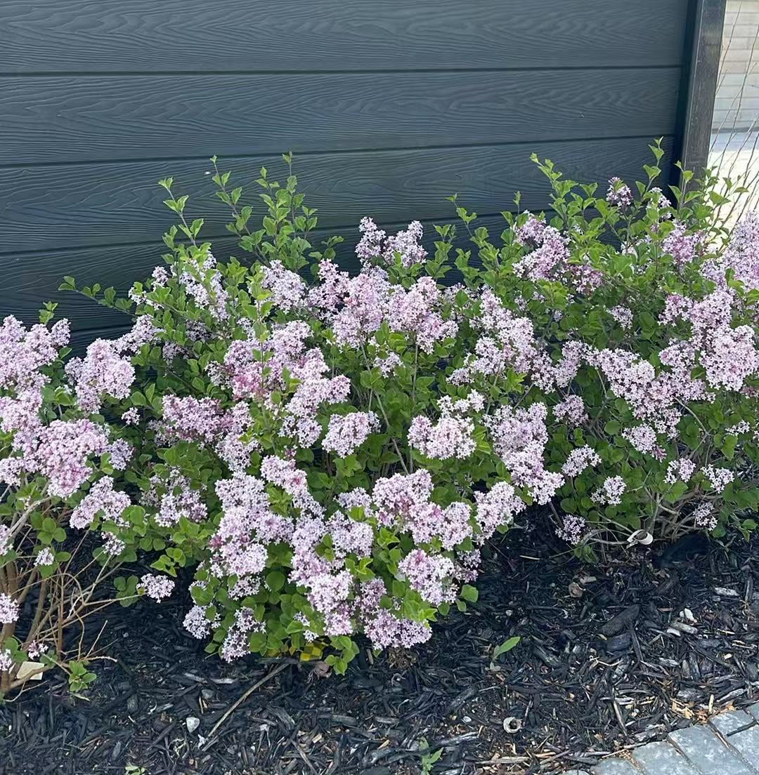 Shrubs & Flowers Toronto – zforcefarm