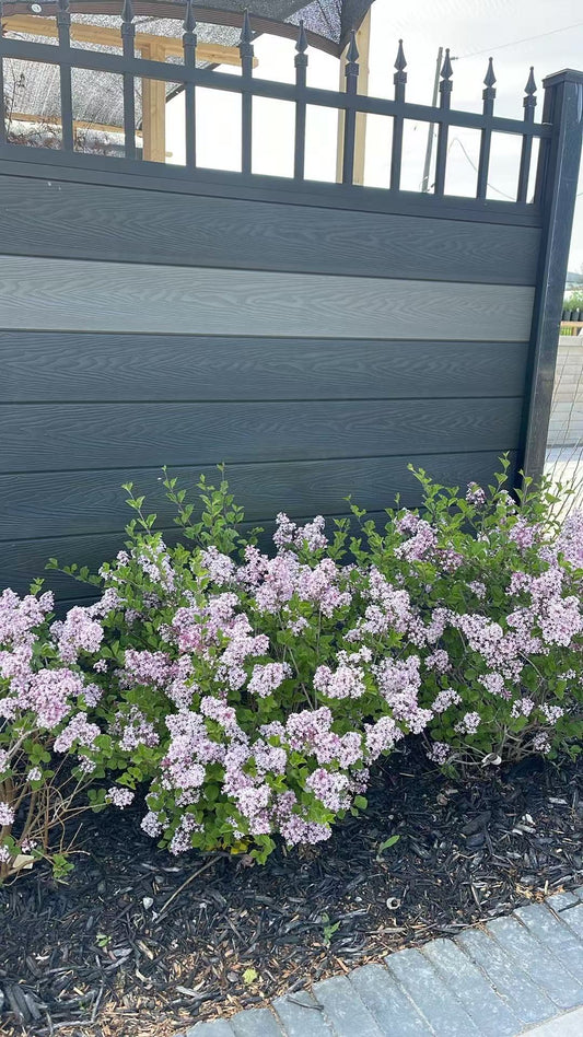 Palibin Dwarf Pink Korean Lilac