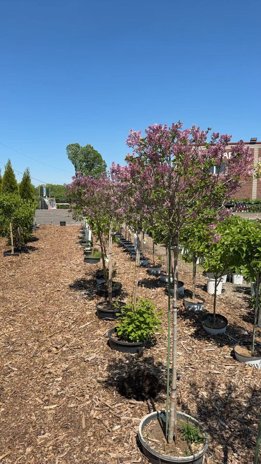 Dwarf Korean Lilac Std