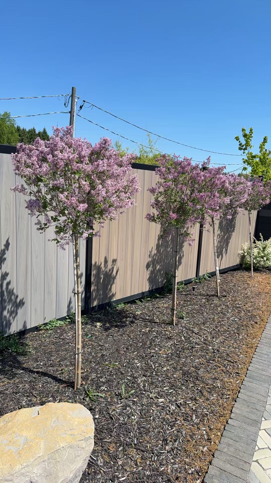 Dwarf Korean Lilac Std
