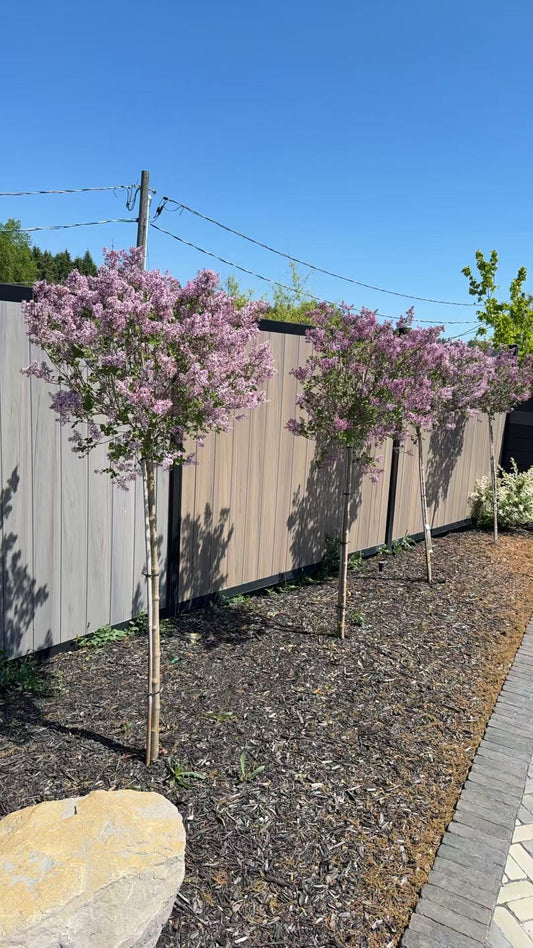 Dwarf Korean Lilac Std