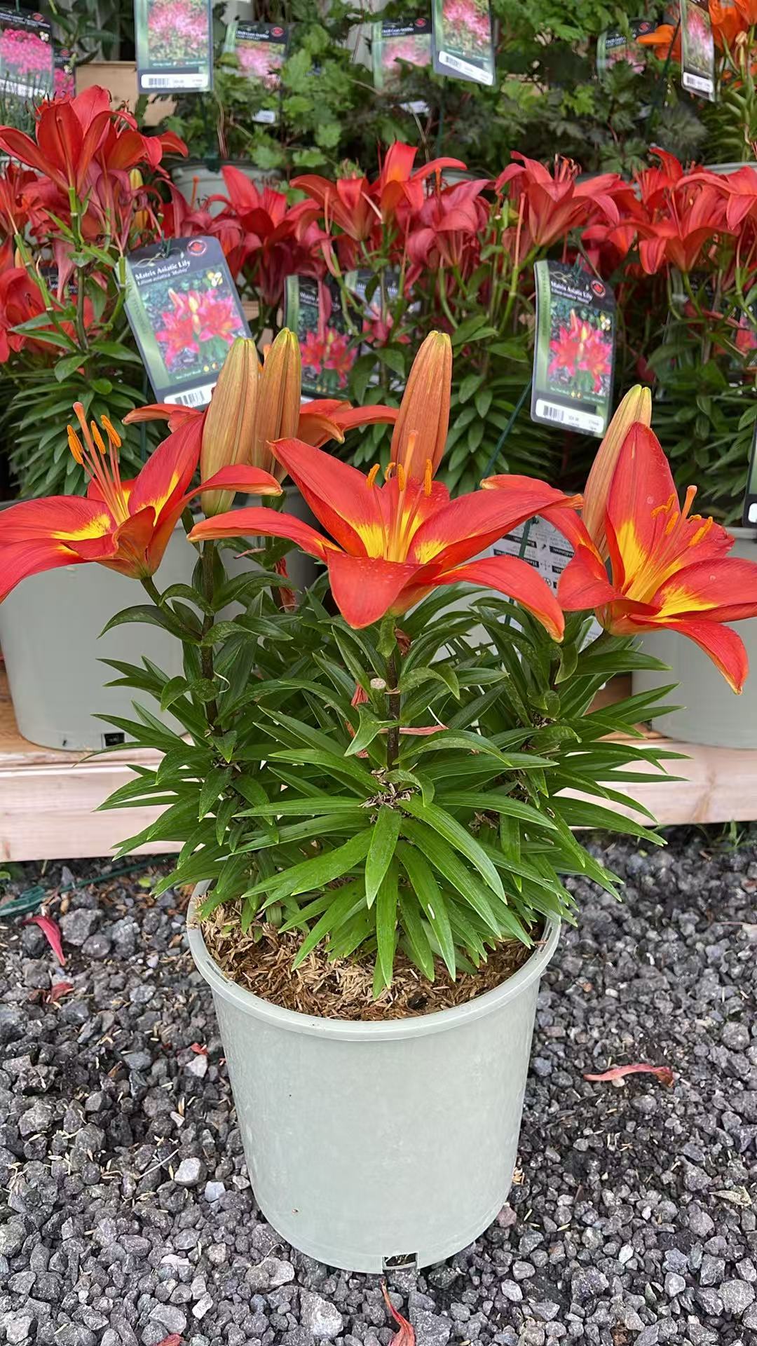 Feng Shui Asiatic Lily