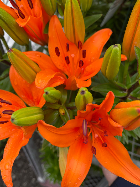 Orange Matrix Lily