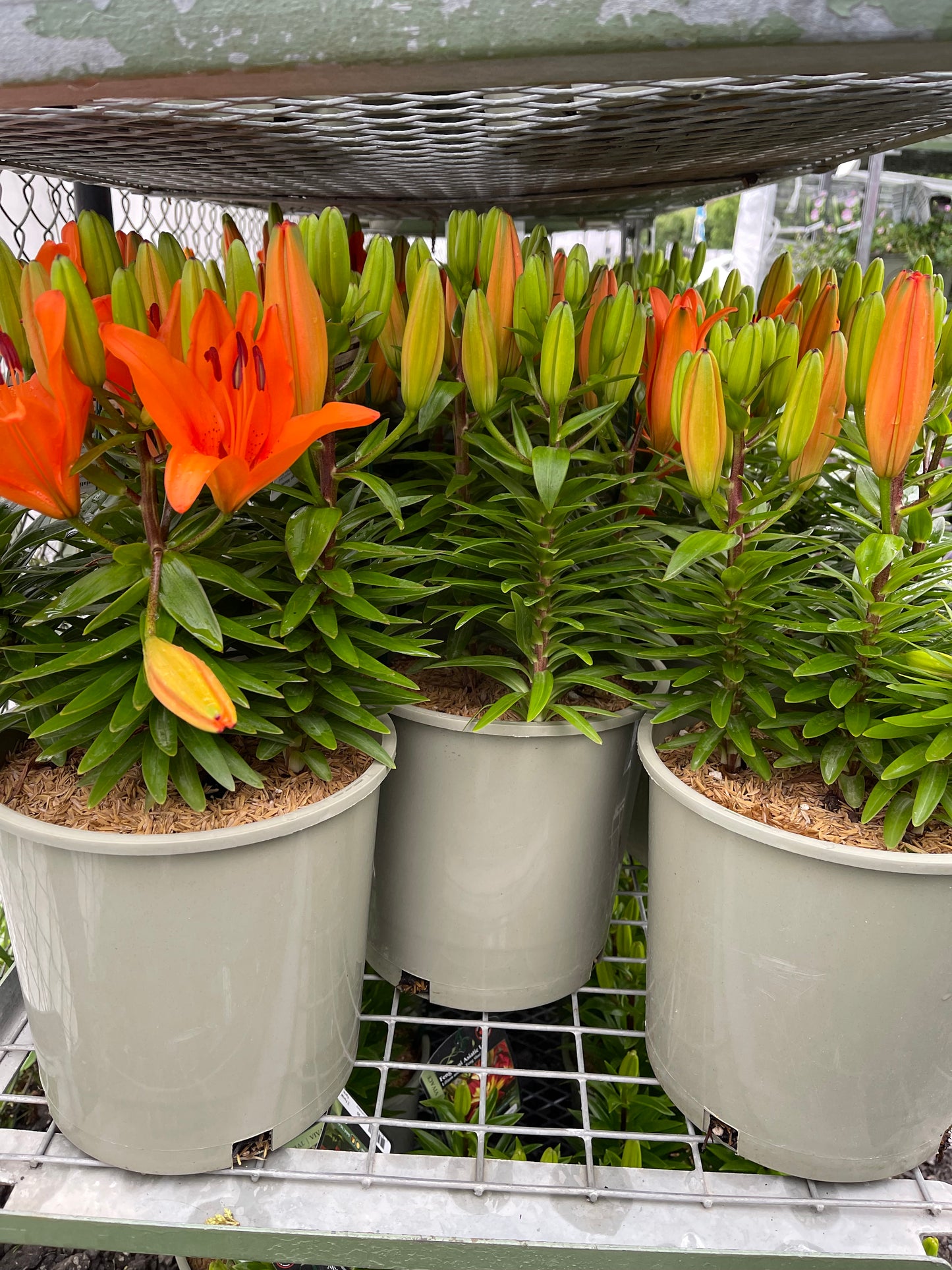 Orange Matrix Lily