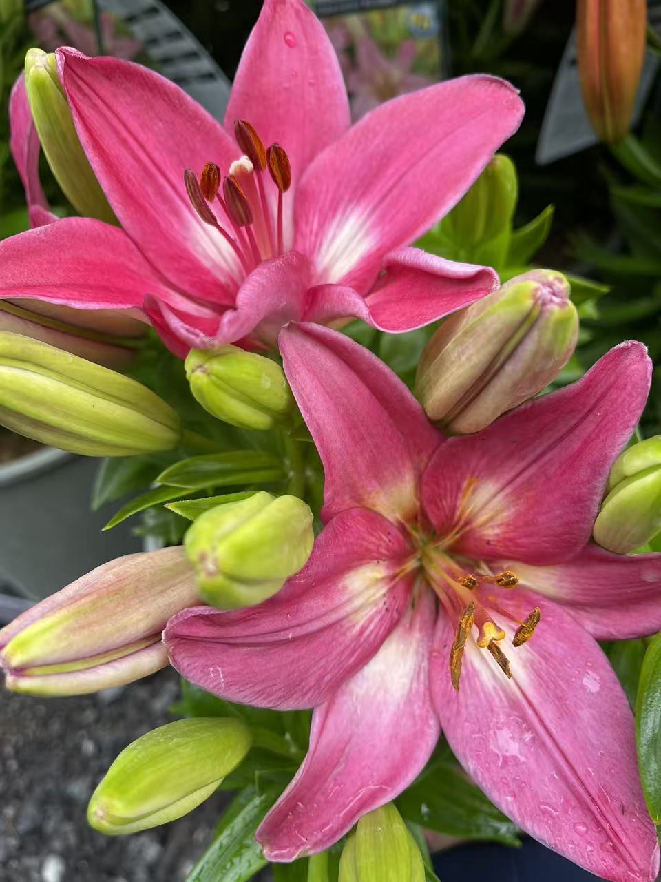 Rozalynn Asiatic Lily