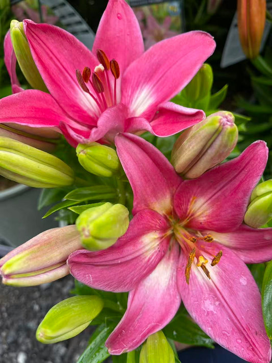 Rozalynn Asiatic Lily