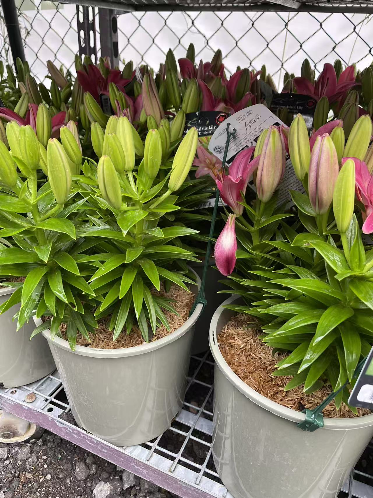 Rozalynn Asiatic Lily