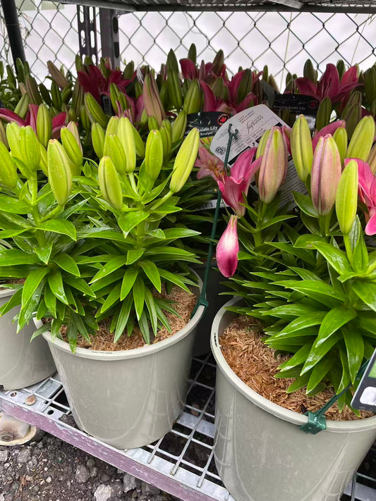 Rozalynn Asiatic Lily