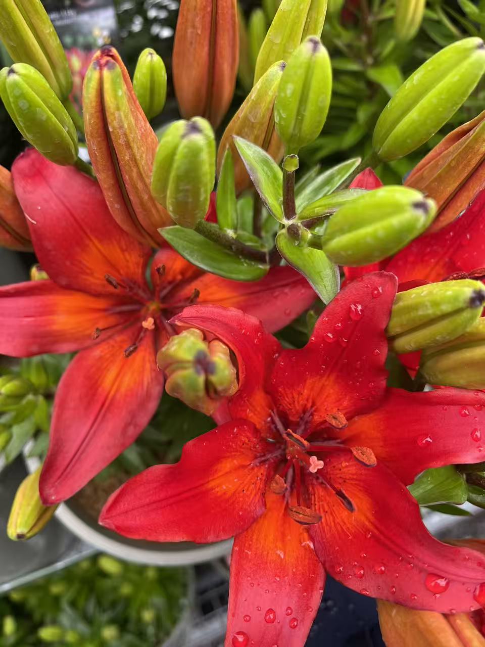 Matrix Asiatic Lily
