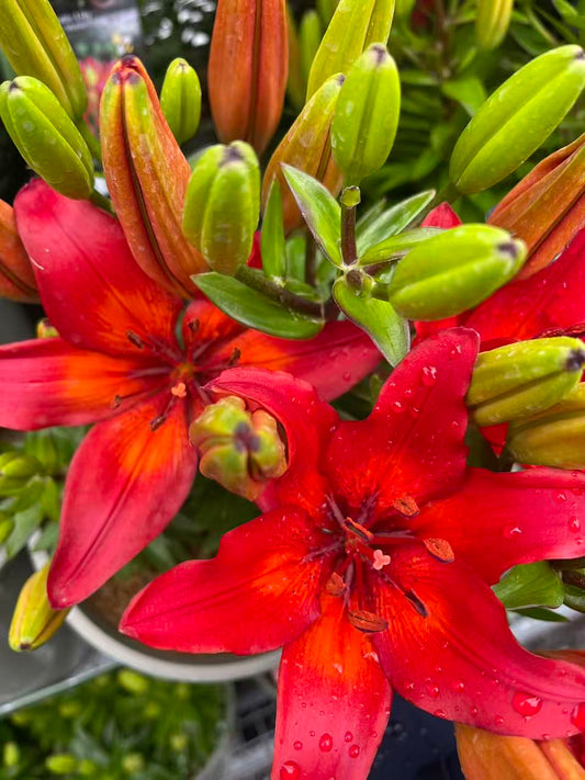 Matrix Asiatic Lily