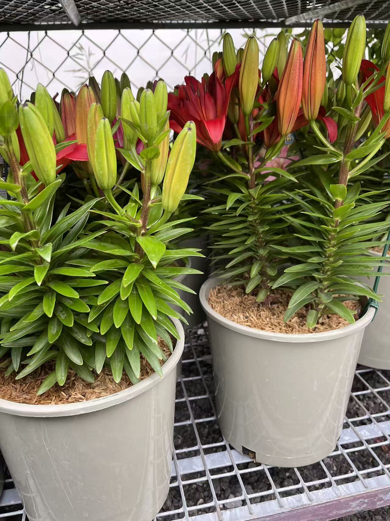 Matrix Asiatic Lily