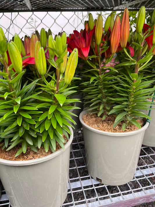 Matrix Asiatic Lily