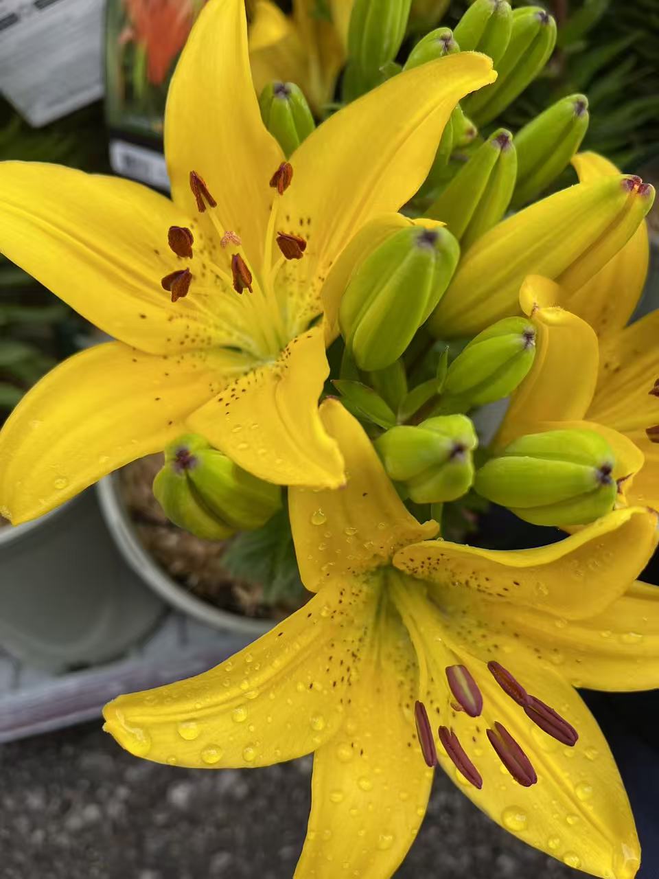 Golden Matrix Asiatic Lily