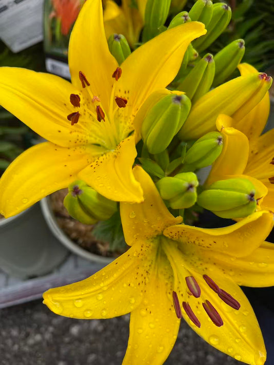 Golden Matrix Asiatic Lily
