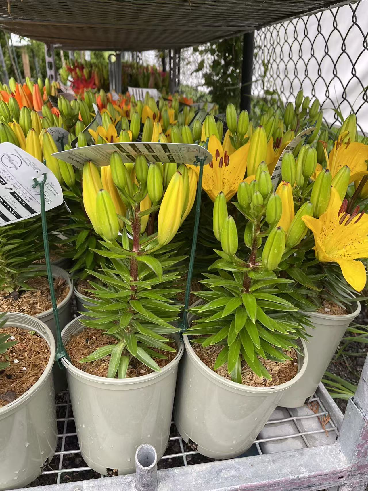 Golden Matrix Asiatic Lily