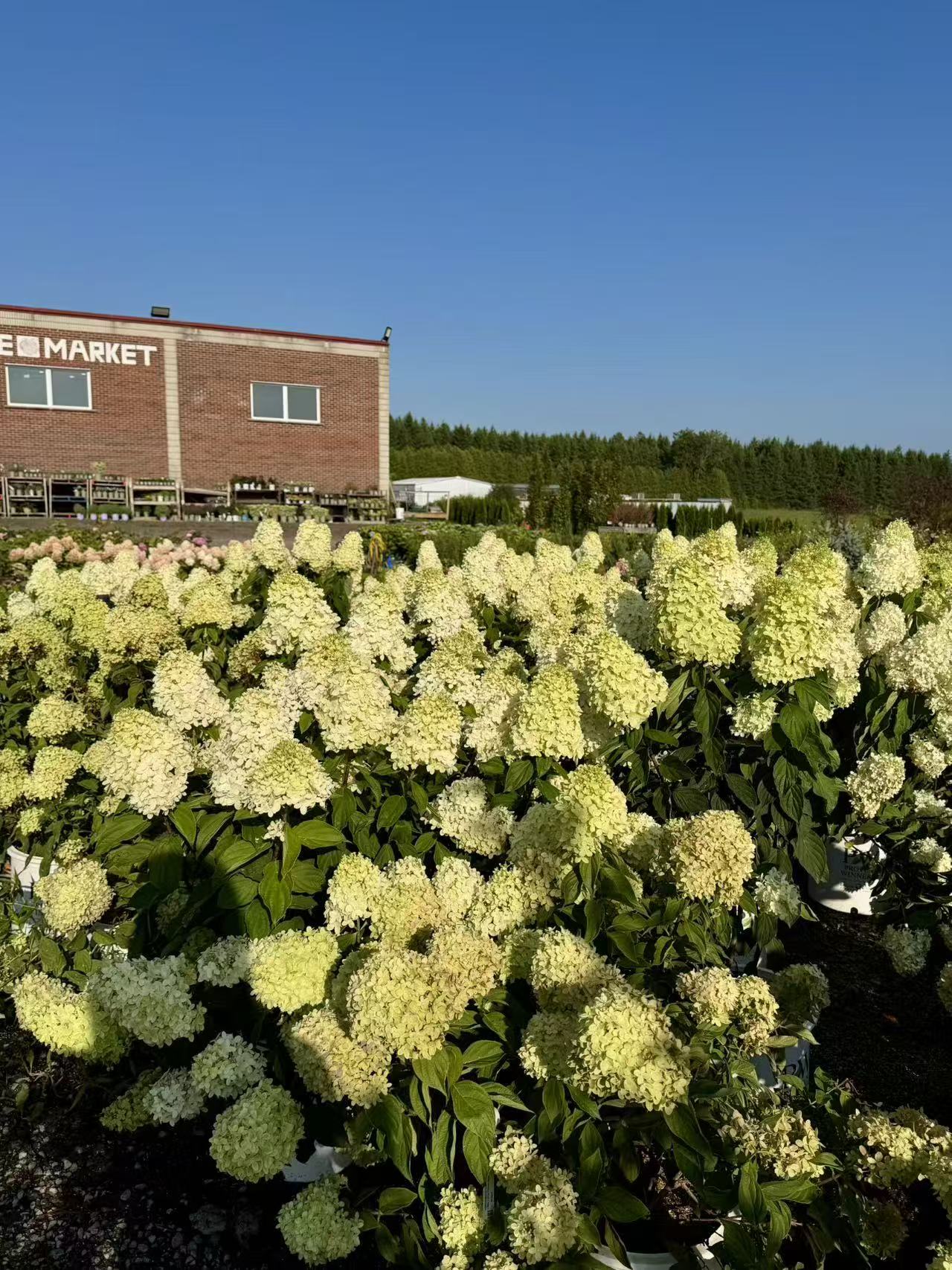 Hydrangea paniculata 'Limelight'