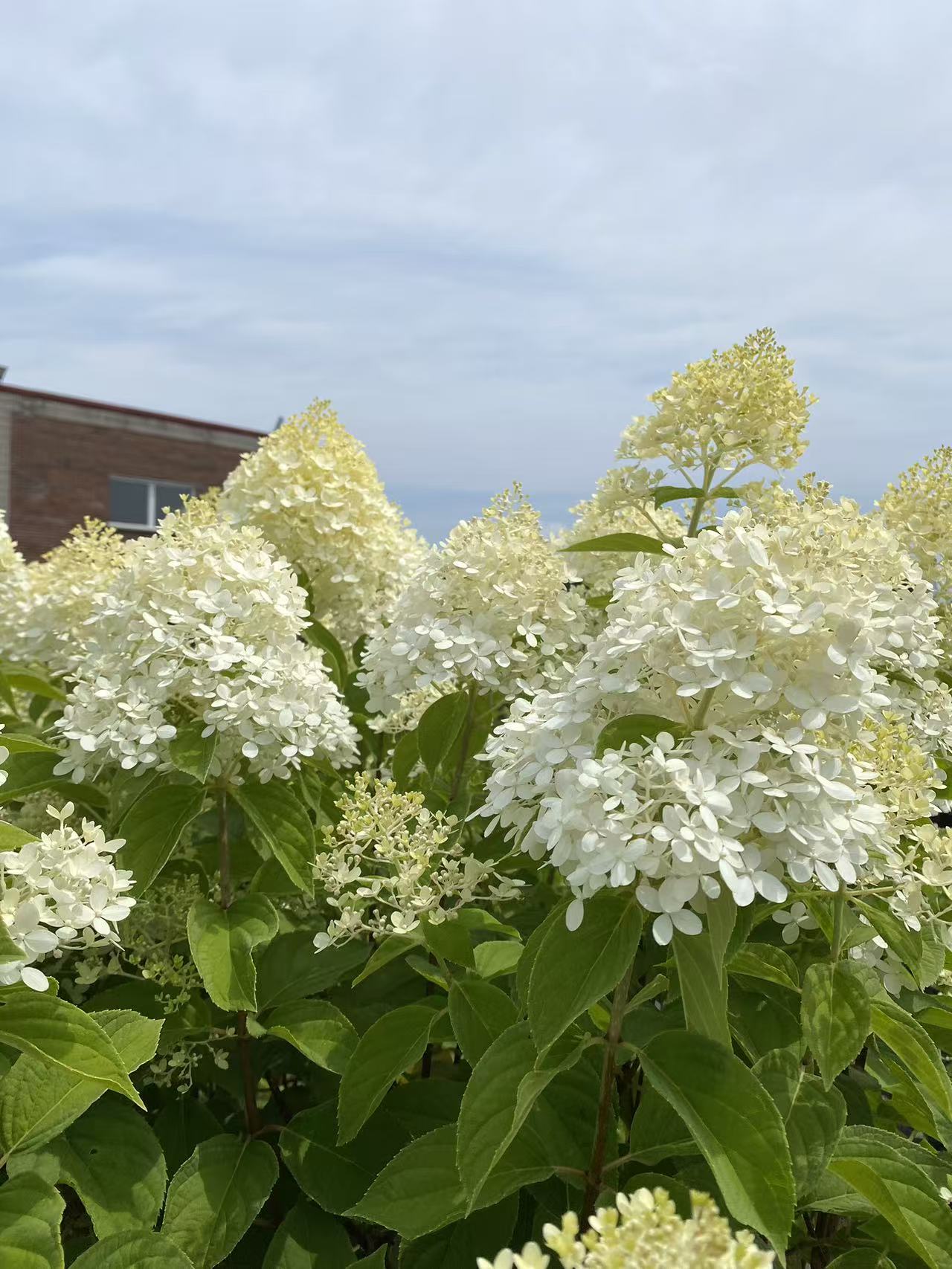 Hydrangea paniculata Limelight Std.