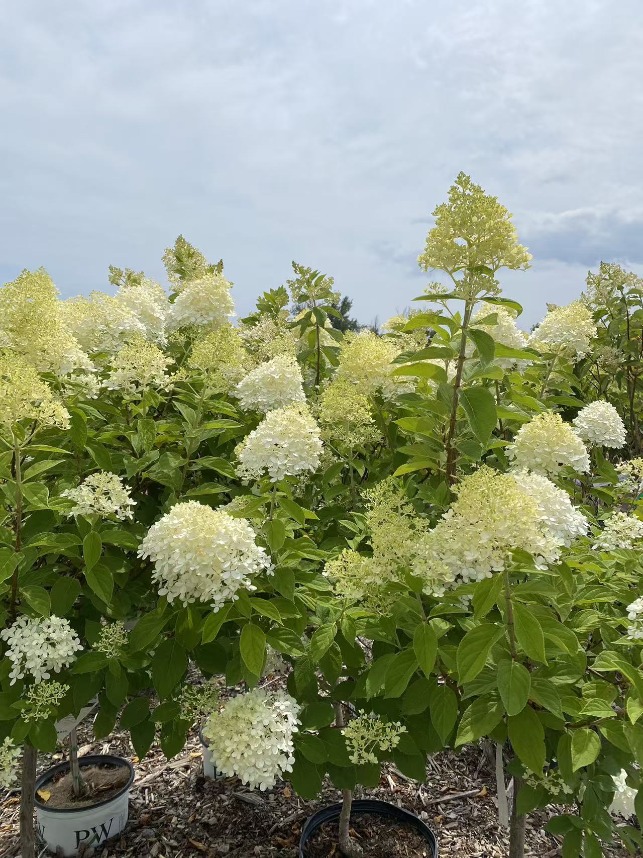 Hydrangea paniculata Limelight Std.